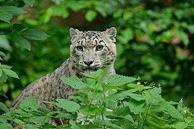 《半条命2 RTX》CES预告片尽显路径追踪魅力